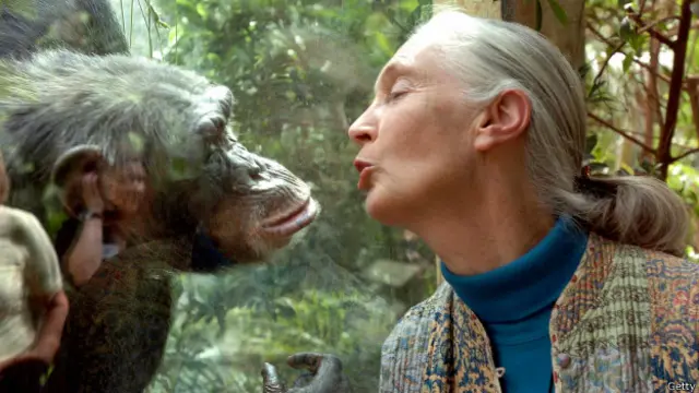 Jane Goodall, la mujer que redefinió lo que nos hace humanos - BBC News  Mundo