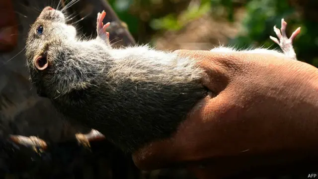 वियतनाम चूहा