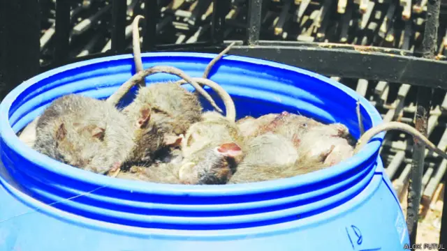 छत्तीसगढ़ मरे हुए चूहे