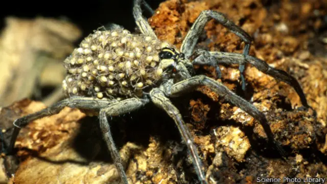 Araña