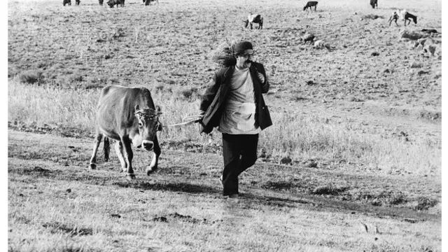 گاو ساخته داریوش مهرجویی با انتخاب بهرام بیضایی، کاوه بختیاری، اصغر فرهادی، جعفر پناهی و شیرین نشاط بیشترین رای را آورد