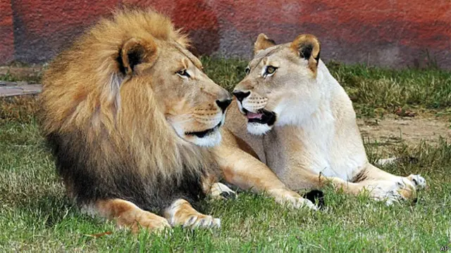 Leões em um zoológico americano (Arquivo/AFP)