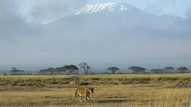 Leoas caminham no Parque Nacional Amboseli, Quênia, no leste da África (BBC)