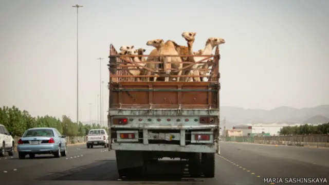 Верблюды в машине