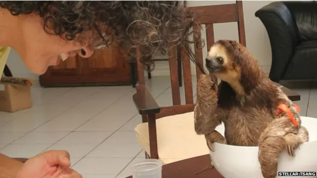 Monique Pool brinca com uma preguiça (Stellar Tsang)