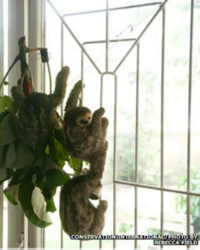 Preguiças na casa de Pool