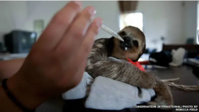Preguiça é alimentada