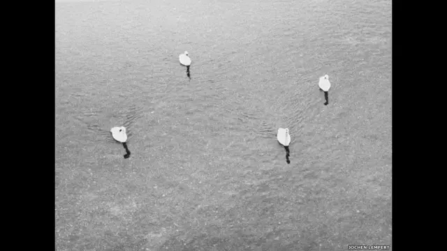 Sem nome (quatro cisnes), 2006, Cortesia do ProjecteSD, de Barcelona