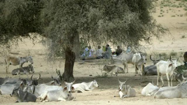 تھر میں انسانوں کے علاوہ مویشیوں کو بھی خطرہ لاحق ہے