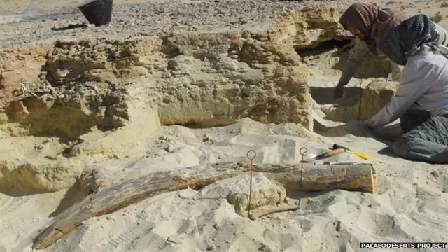 حدس زده می شود که این عاج به یک گونه باستانی از فیل ها به نام پالئولوکسودون تعلق داشته که عاج های مستقیمی داشتند