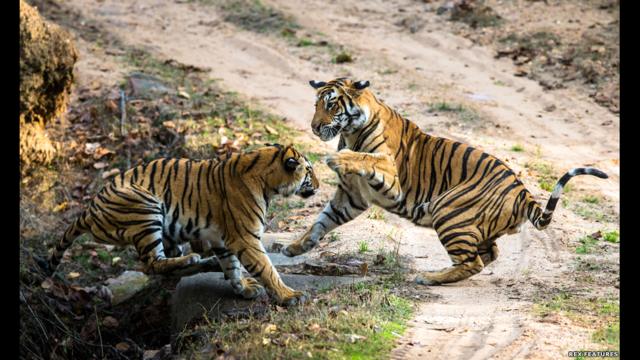 Tigres en Bandhavgarh