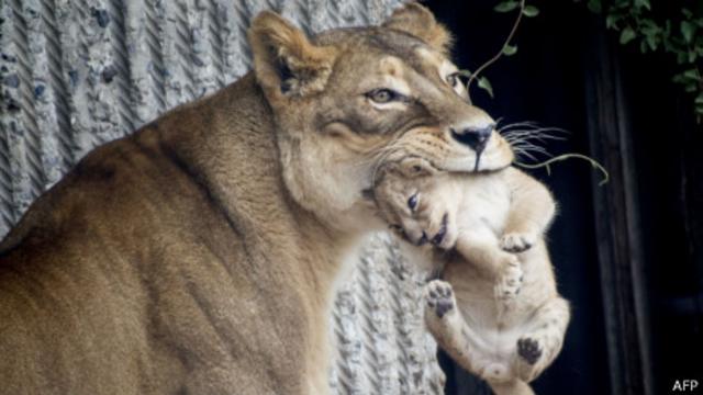Львица с детенышем в зоопарке