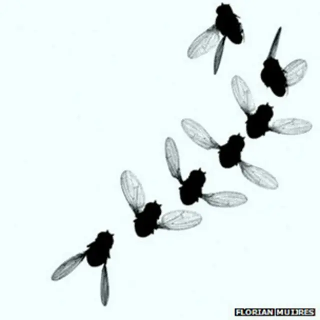 Estudo não definiu como moscas podem realizar movimentos complexos tendo cérebros pequenos