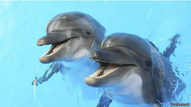 Delfines