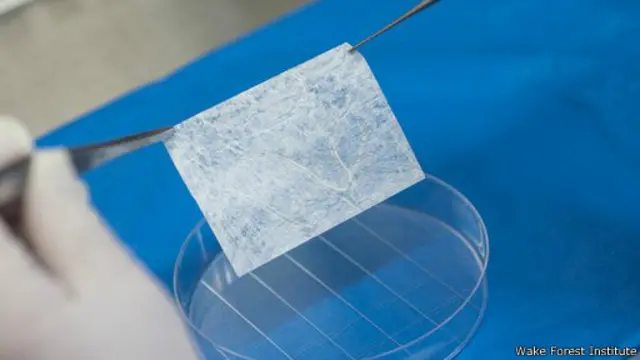 عينة من الأنسجة المنشأة معمليا