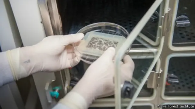 عينة الأنسجة أثناء دخولها المفاعل