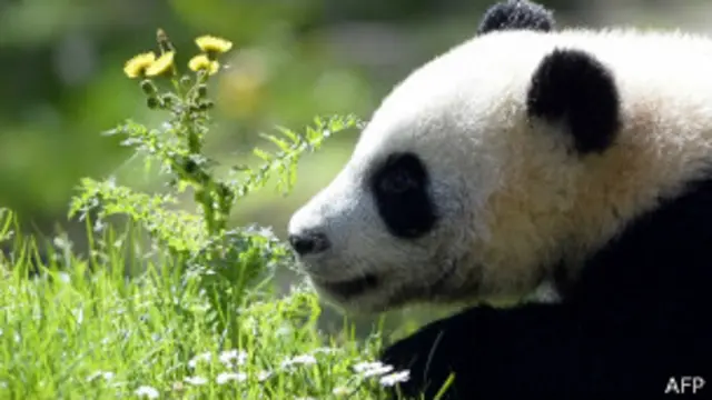 原本兩隻熊貓應於下周三抵達馬來西亞,中國已經推遲向馬來西亞移交兩隻大熊貓。