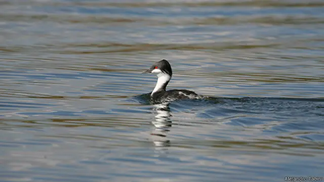 Zambullidor de Junín. Foto: Alejandro Tabini