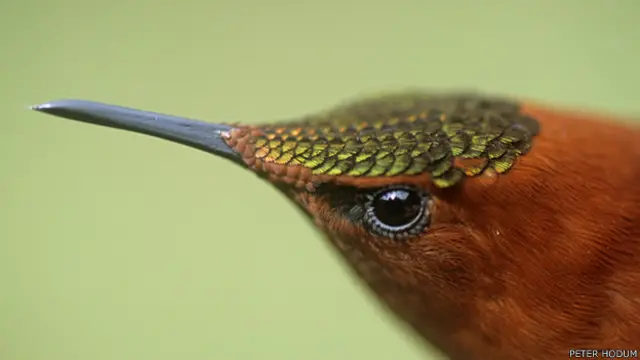Picaflor de Juan Fernández. Foto: Peter Hodum