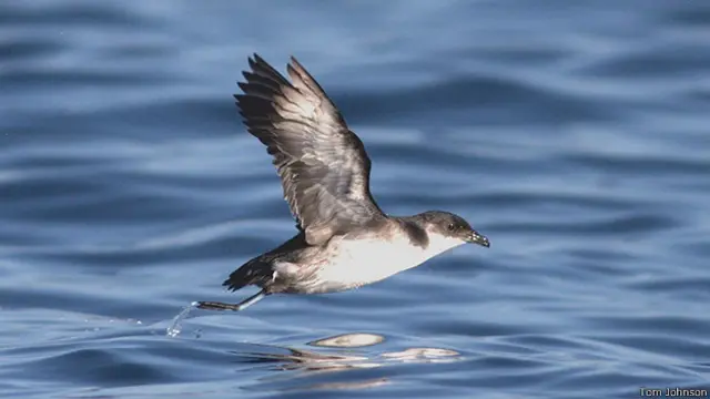 Potoyunco peruano. Foto: Tom Johnson