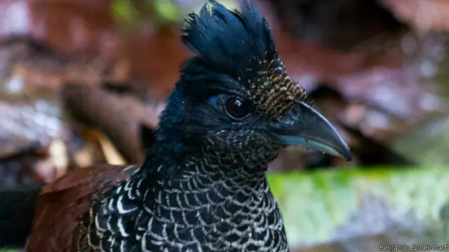 Cuco hormiguero escamoso. Foto: Benjamin Schweinhart