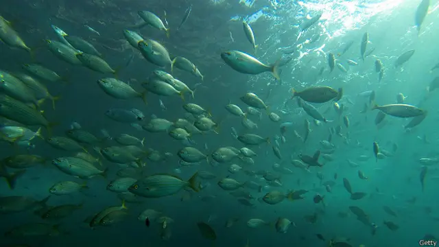 Peces en el mar