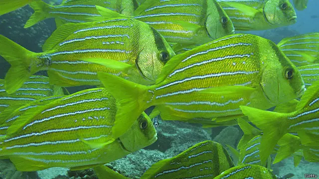 Peces en el mar