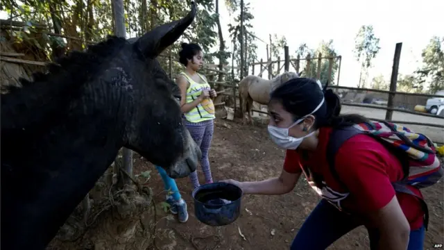 رضاکارانو د هغو څارویو د ژغورنې هڅه کړې ده، چې له اوره د تېښتې پرمهال سوځېدلي او ژوبل شوي دي.