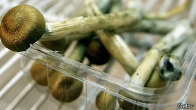 Hongos alucinógenos