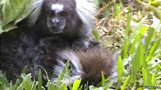 मादा बंदर की देखभाल करता नर बंदर