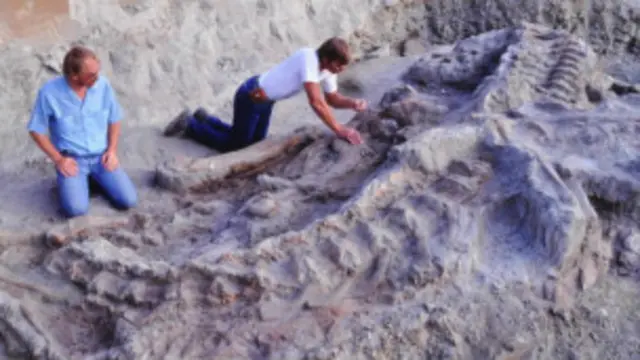 Tiranossauro em Montana. Foto: BBC