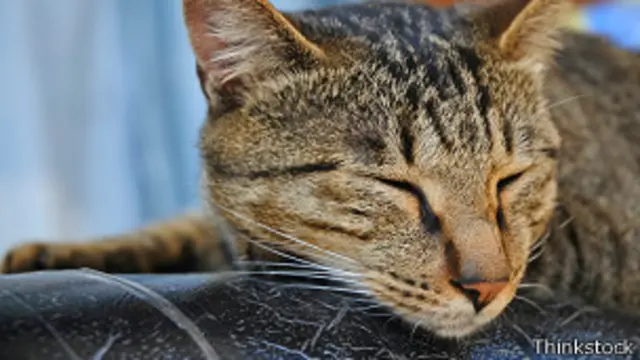 Дремлющая кошка