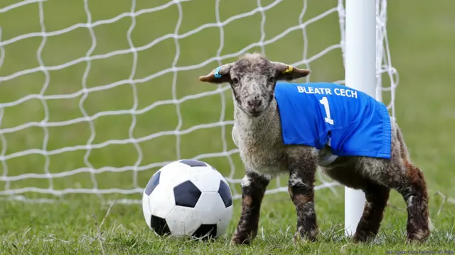 lamb football, लैंब फुटबॉल, भेड़ों की खेल प्रतियोगिता 