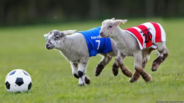 lamb football, लैंब फुटबॉल, भेड़ों की खेल प्रतियोगिता 