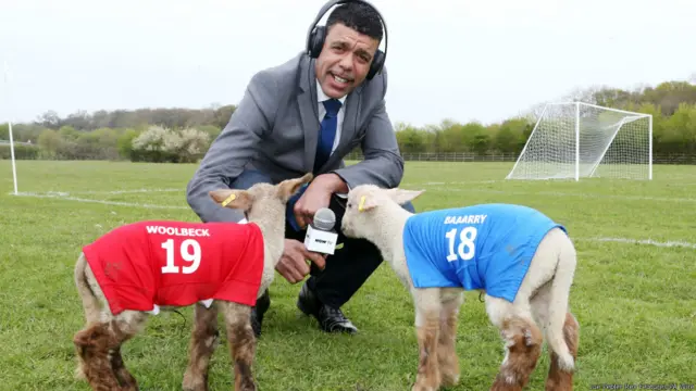 lamb football, लैंब फुटबॉल, भेड़ों की खेल प्रतियोगिता 