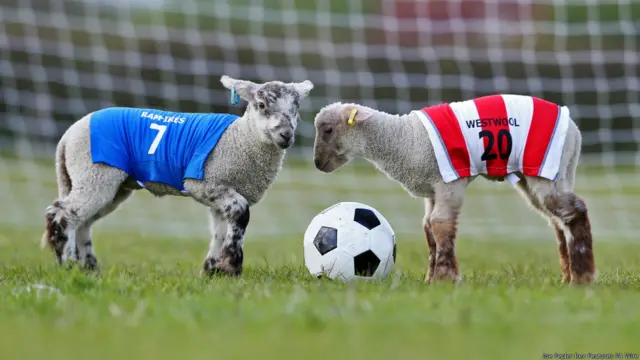 lamb football, लैंब फुटबॉल, भेड़ों की खेल प्रतियोगिता 