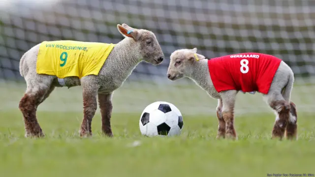 lamb football, लैंब फुटबॉल, भेड़ों की खेल प्रतियोगिता 