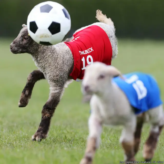 lamb football, लैंब फुटबॉल, भेड़ों की खेल प्रतियोगिता 