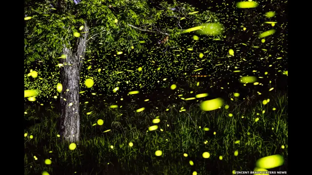 लेक ऑफ़ दी ओज़ार्क्स, मिसूरी, अमरीका