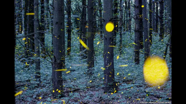 ग्रांड लेज़, मिशिगन, अमरीका