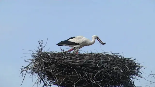 يحذر باحثون من أن التأثير البشري قد يضر بالدور الذي يلعبه طائر اللقلق في النظام البيئي