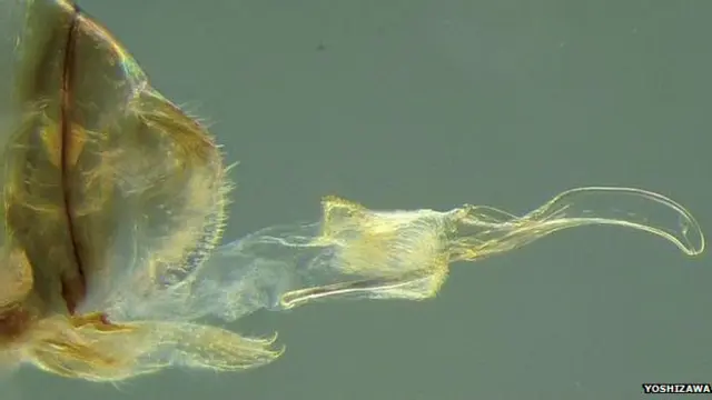 Inseto fêmea com pênis