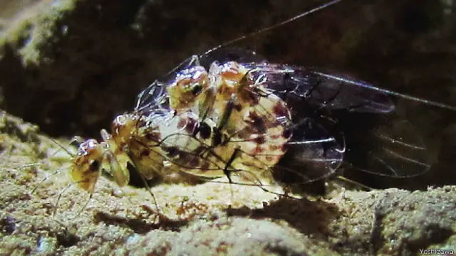 Acasalamento dos insetos (Yoshizawa)