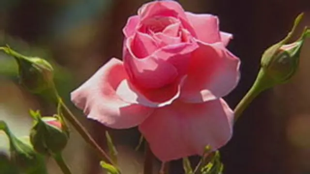 غنچۀ گلِ سرخ در بهار، یکی از حرفهای همیشه تازه.