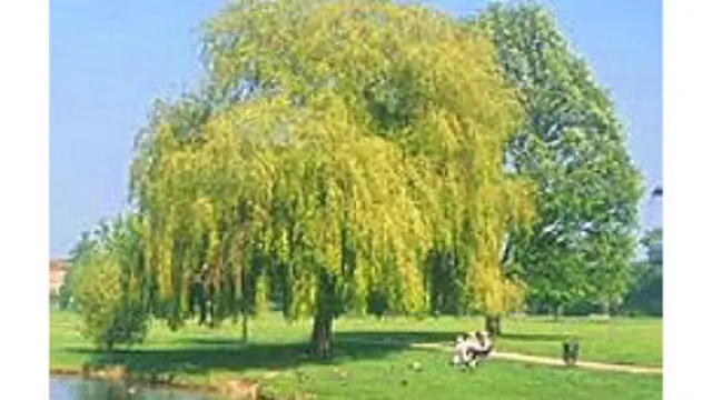 برگ سبز بیدِ مجنون در بهار، یکی دیگر از حرفهای همیشه تازه.