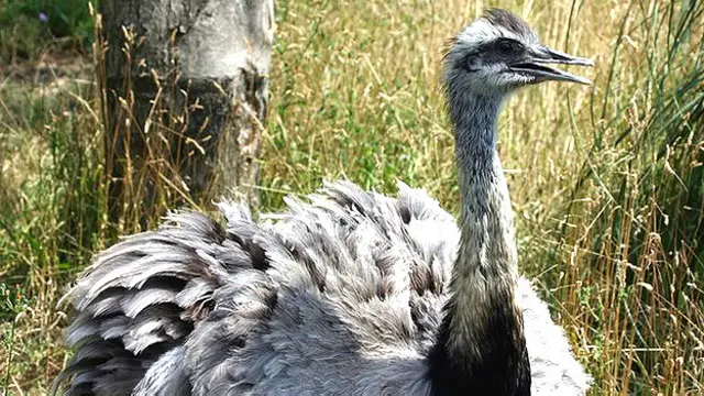 पक्षी घोंसला