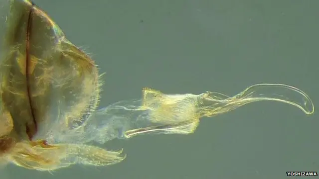 Organ "penis" milik serangga betina menyedot sperma pejantan.