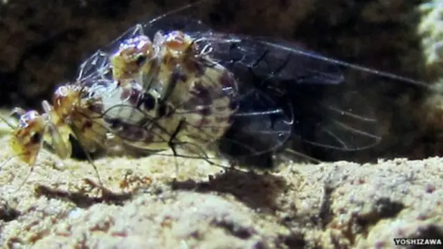 Kemampuan persetubuhan serangga betina bertahan sampai 70 jam.