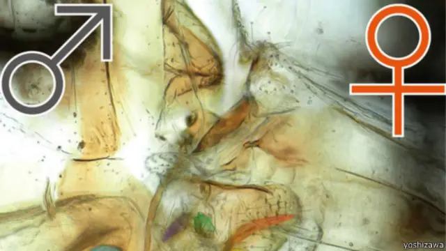 Gambar ketika persetubuhan antara serangga betina "berpenis" dan pejantan.