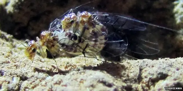 Insecto del género Neotrogla